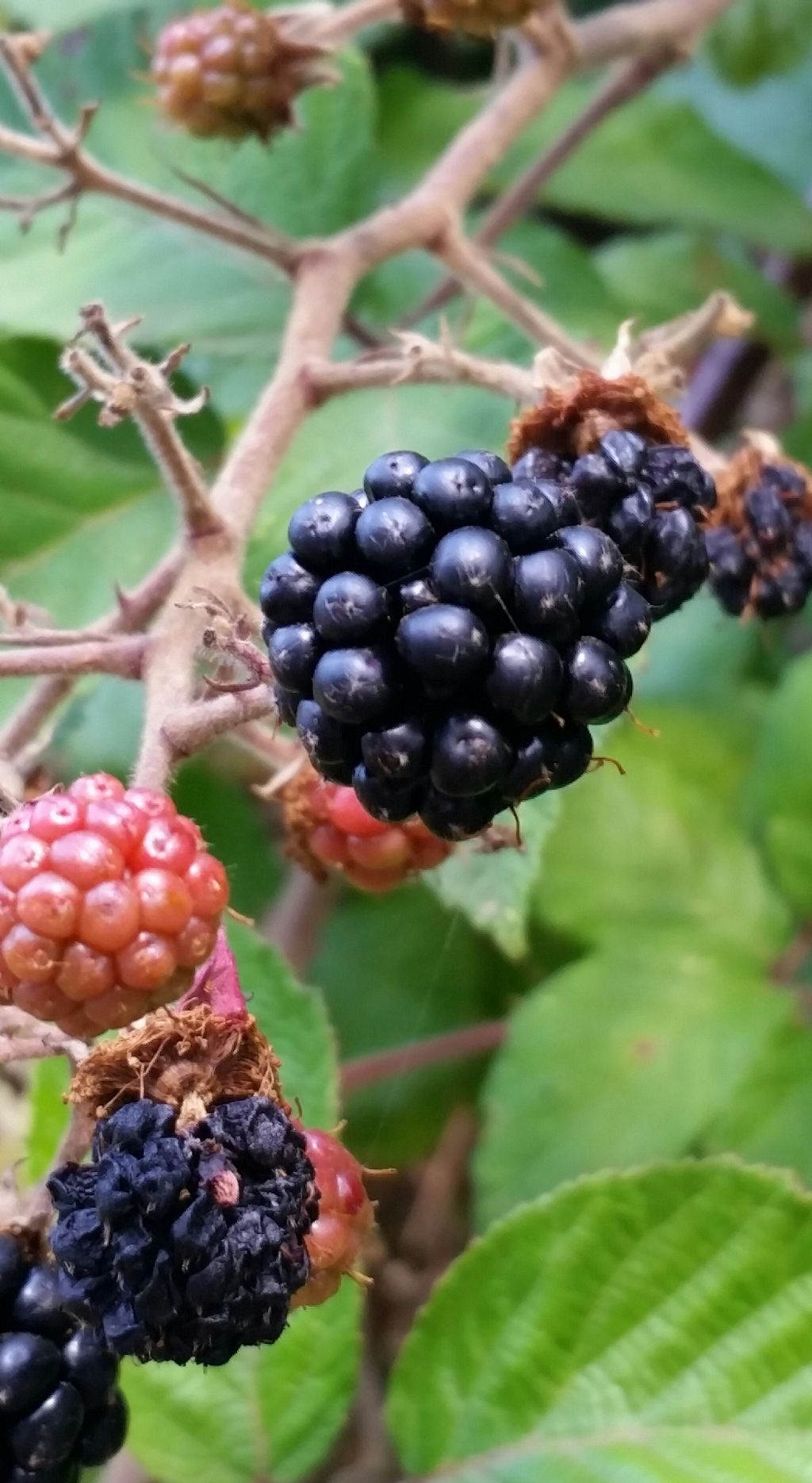 Rubus ulmifolium